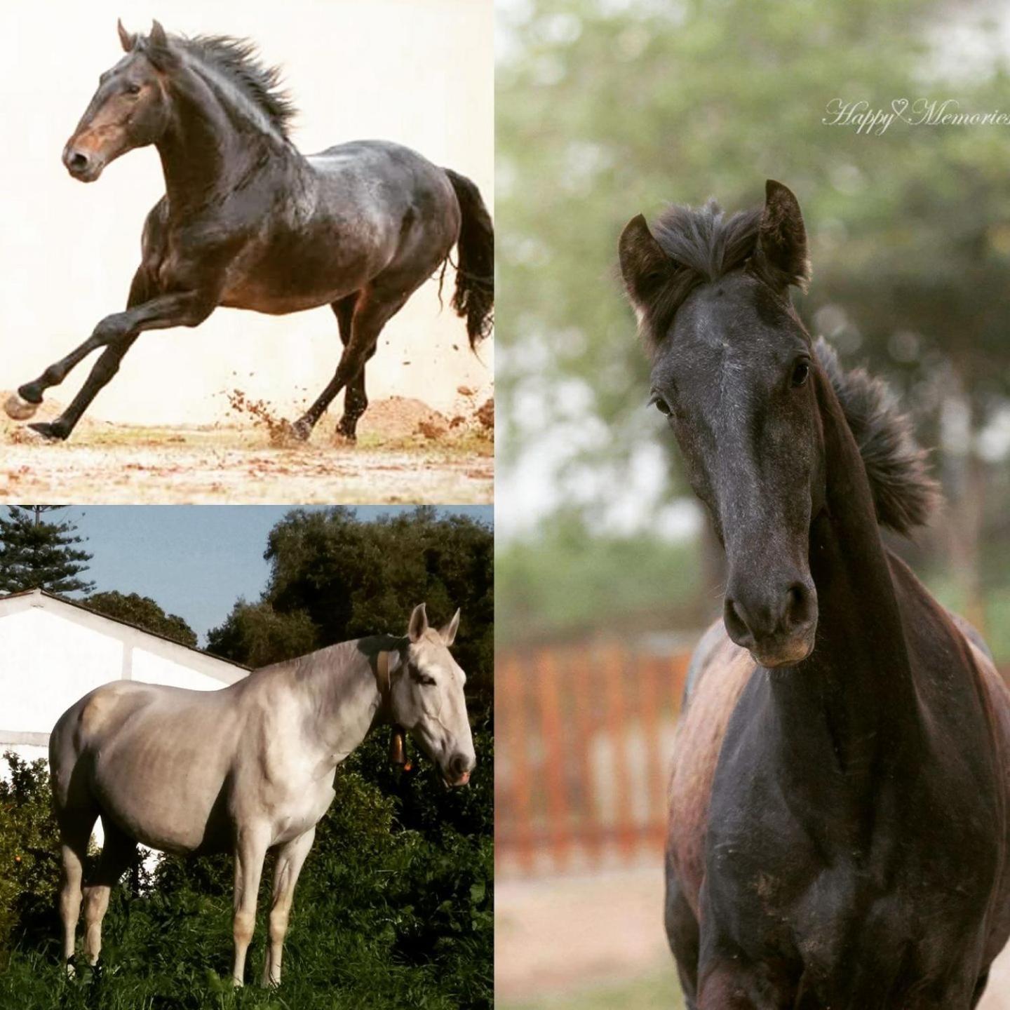 Horse Riding Country House Вила-Франка-де-Шира Экстерьер фото