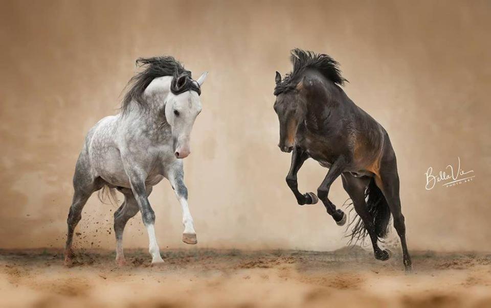Horse Riding Country House Вила-Франка-де-Шира Экстерьер фото