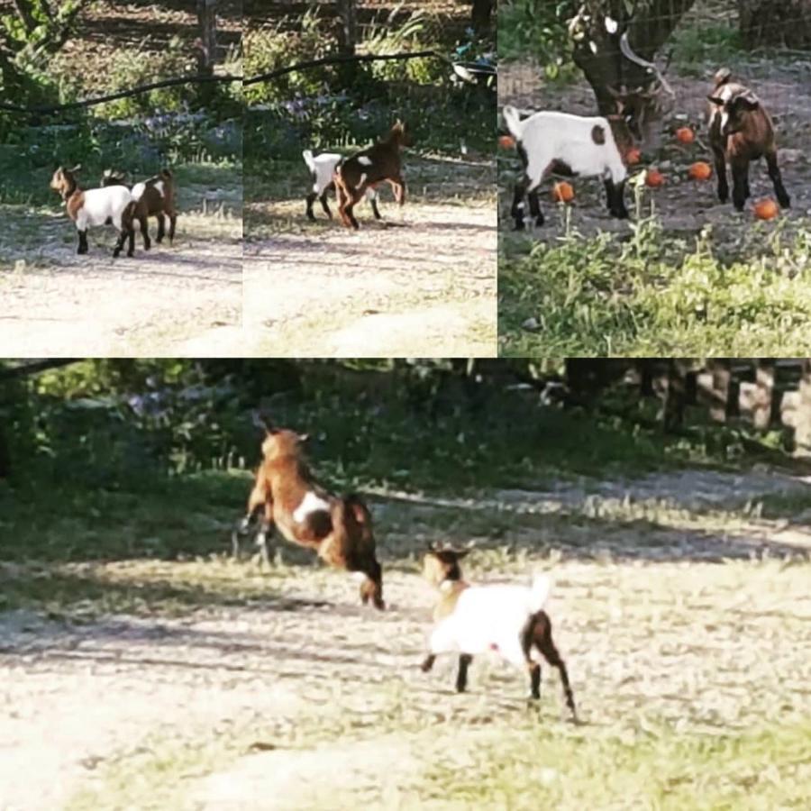 Horse Riding Country House Вила-Франка-де-Шира Экстерьер фото